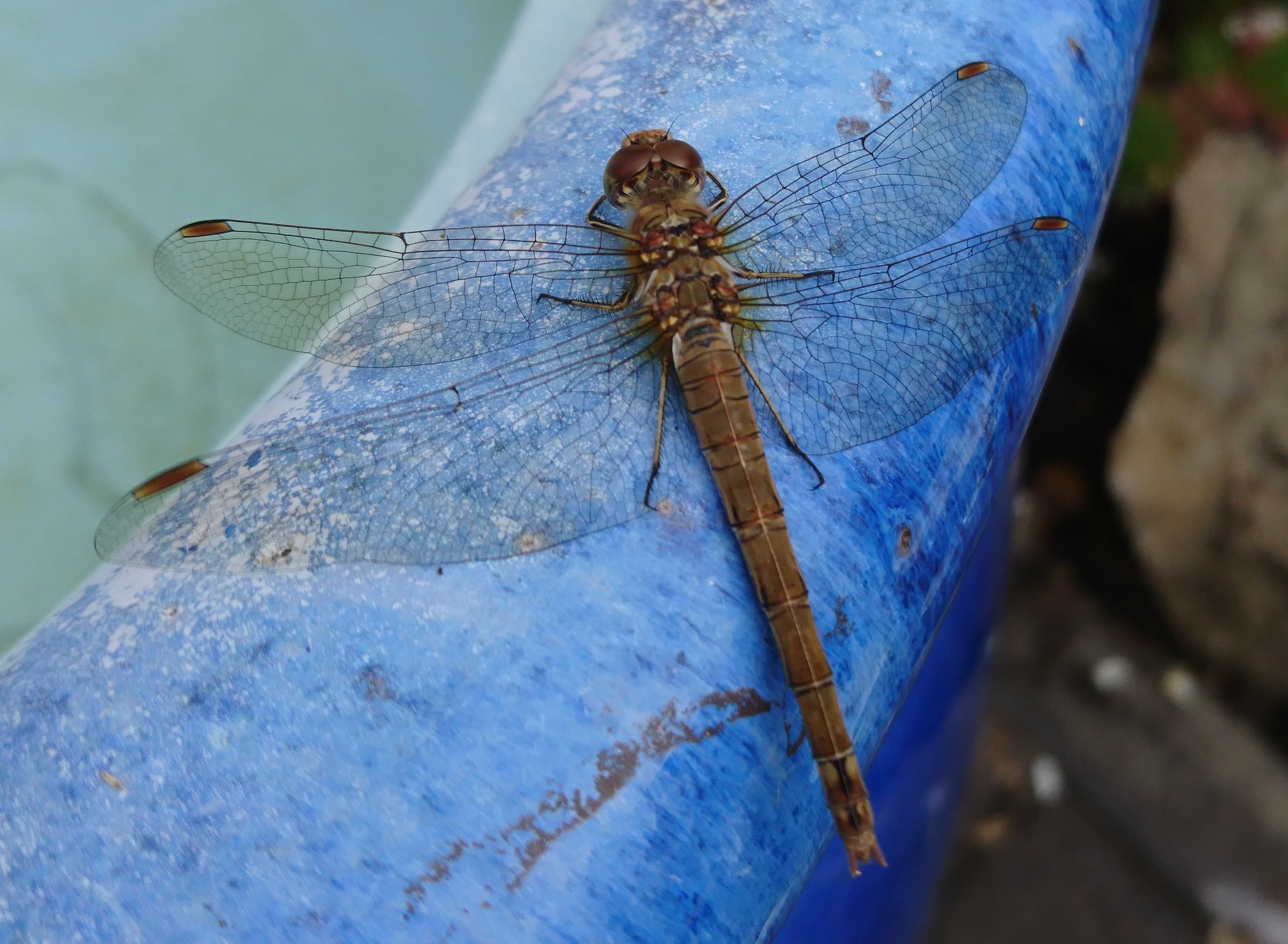 Photo of a brown dragonfly sitting on the rim of a blue bowl. Its thorax has a few patches of light yellow on the top and has fine hairs where it connects to the dragonfly's head. Its legs are spikey and have pale stripes running down them, and its abdomen is scored with dark black lines, bands of pale yellow, and a seam running down the middle. The dragonfly has four long and intricate wings that are spread out across the bowl. The wings are mostly transparent apart from the tips which have a light brown colouration resembling stained glass.