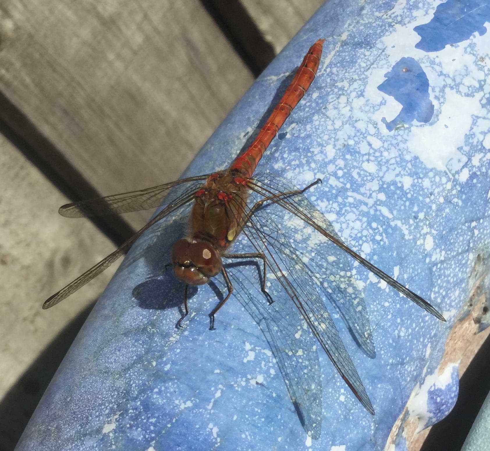 Photo of a dragonfly sitting on a blue bowl. This dragonfly is red in colour and has a little patch of yellow running up the side of its thorax.