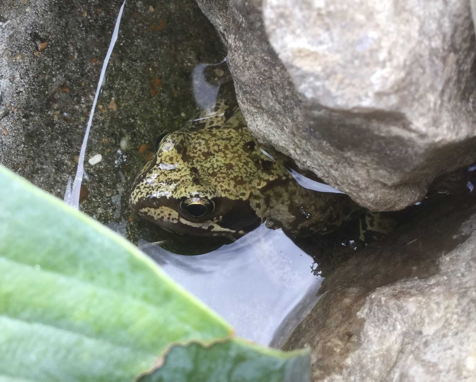 Photo of a small frog hiding under a rock and poking their head out of the water. The frog is a mixture of light and dark greens and has a mottled pattern to their skin.
