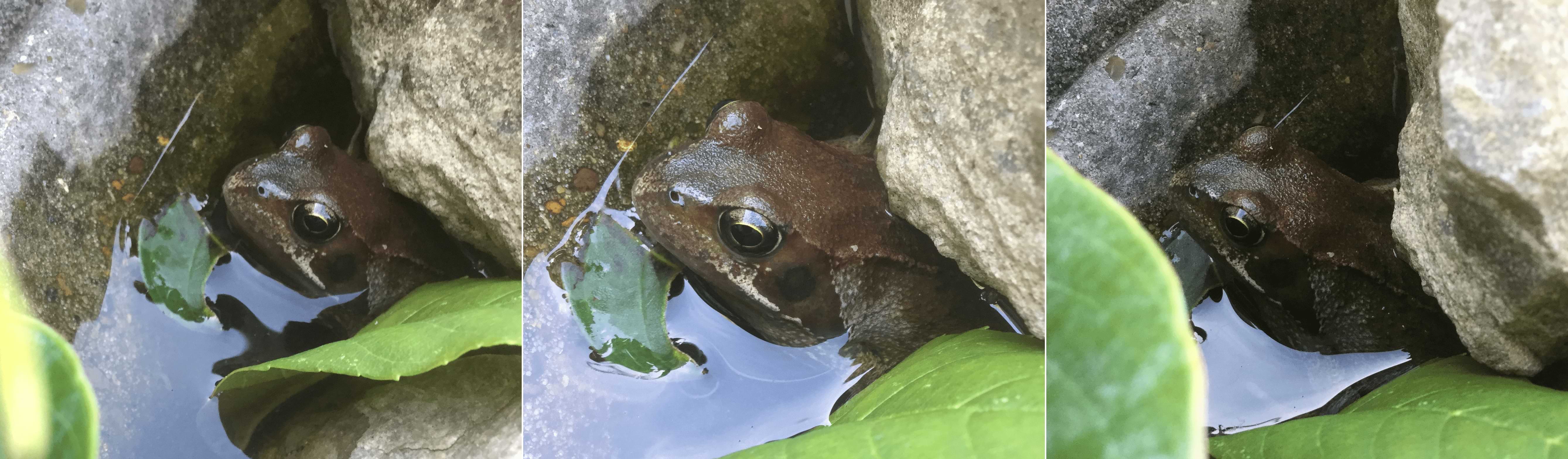 Collage of three photos of a small brown frog. They are also hiding under a rock and poking their head out of the water.