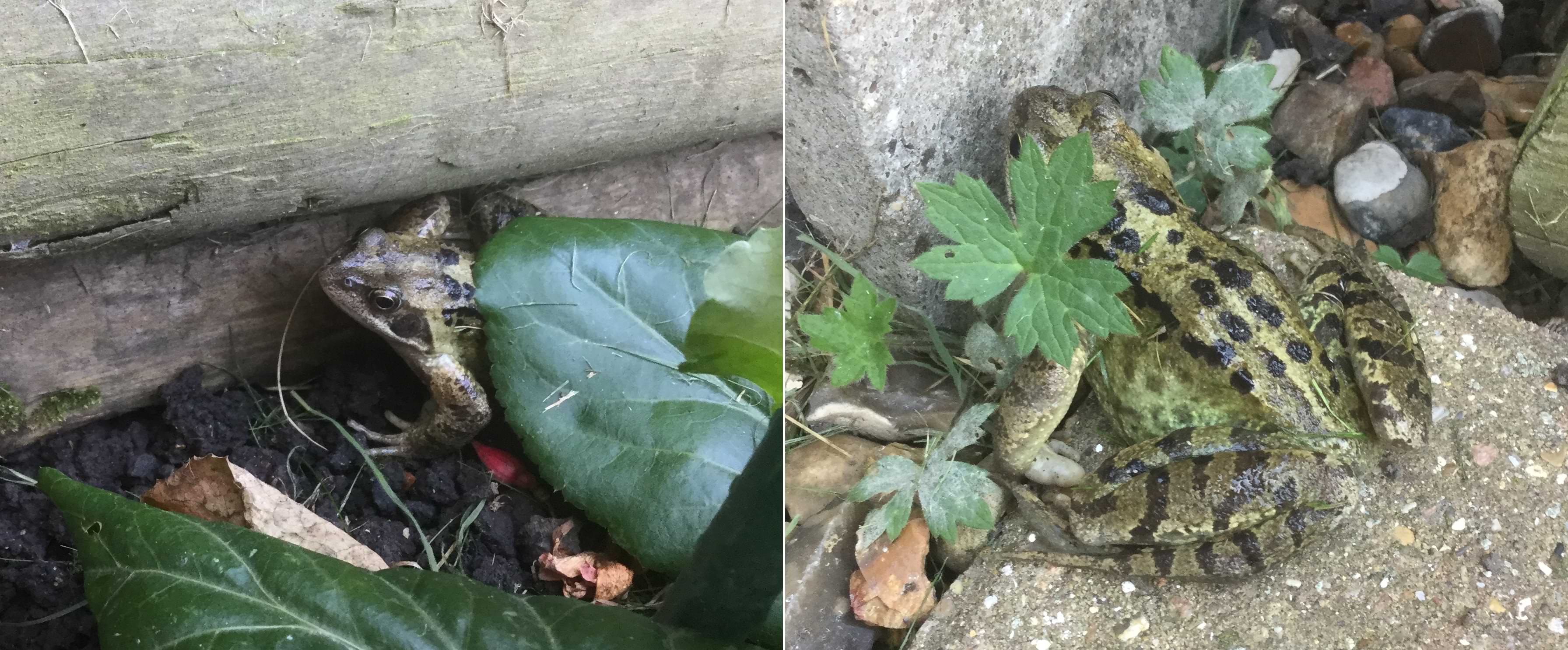 Two photos of a green and brown frog hiding under leaves. This frog has complex markings, with stripes running down their legs and dark splodges running up their back.