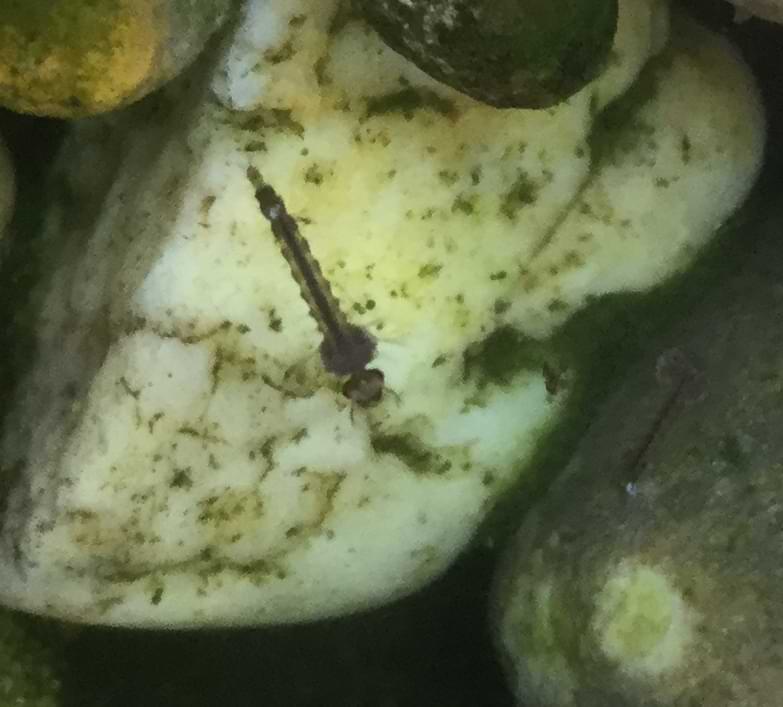 Blurry photo of a small aquatic creature. It has a long and slender abdomen and a thicker thorax section. Its head and neck appear to be visible too.