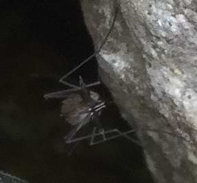 A very small photo of some kind of bug with long legs and a fuzzy body maybe. The creature seems to have piercing white eyes and two white lines on its face. It look villainous and evil but in a really goofy way.