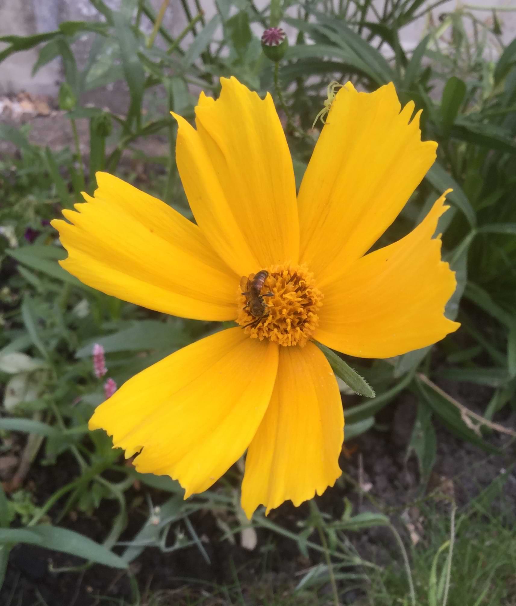 A zoomed out photo of the previous flower. Sitting in the middle is a small dark bee or wasp that has small yellow stripes running across its abdomen. Hiding on the very edge of one petal is the flower crab spider looking menacing but also extremely silly.