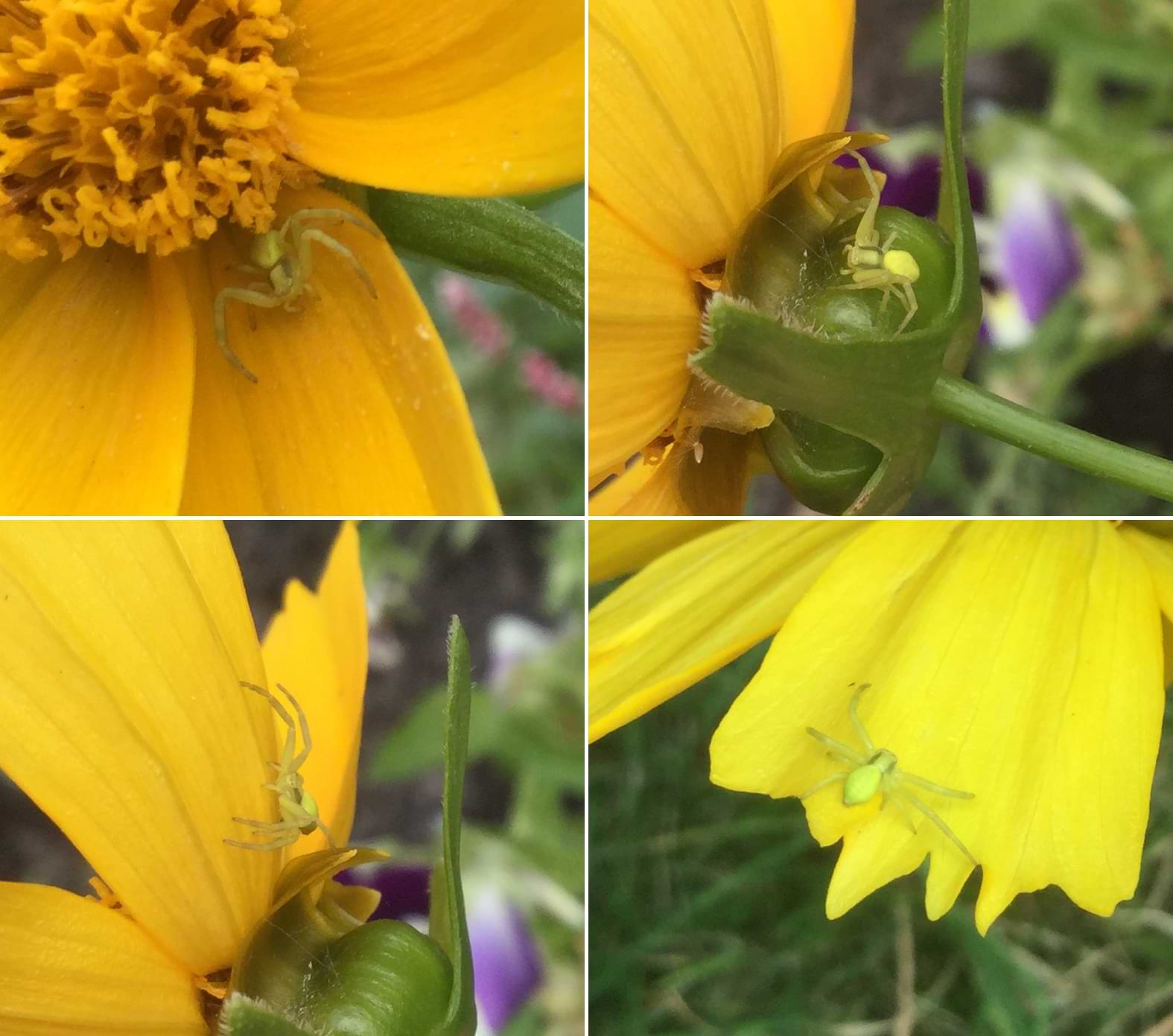 Collage of four photos of a spider crawling around the stem and petals of a bright yellow flower. The spider has long legs that are sprawled out wide, and has an abdomen that is the exact shape and colour of a lemon. Running down the sides of the spider's body are two dark brown stripes.