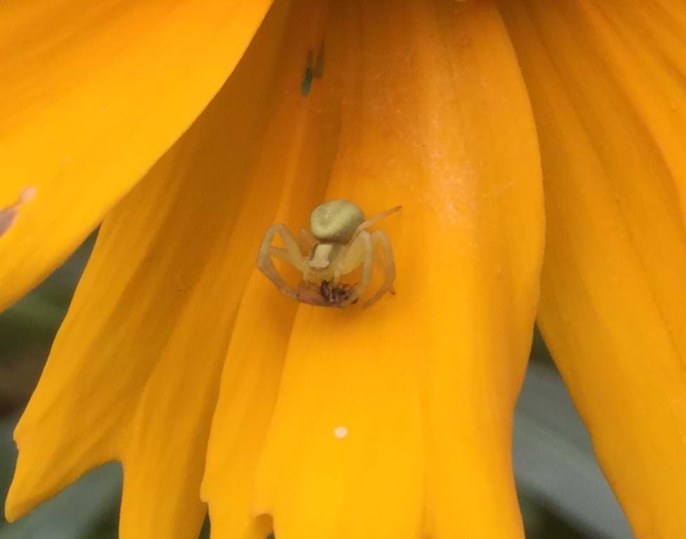 Very close up photo of a pale yellow crab spider eating a small black fly. The spider's tiny eyes are just about visible here.