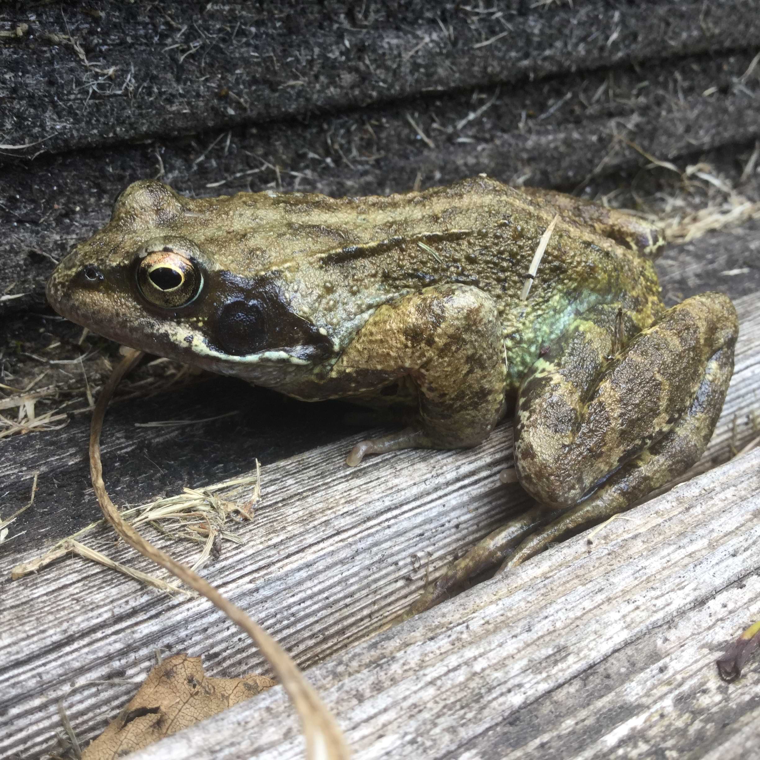 Photo of a frog sitting on wooden decking covered in dry grass. The frog is covered in small bumps and is a vivid mixture of lighter and darker greens. She has golden eyes, a round dark patch on her cheeks, and has banded stripes on her legs.