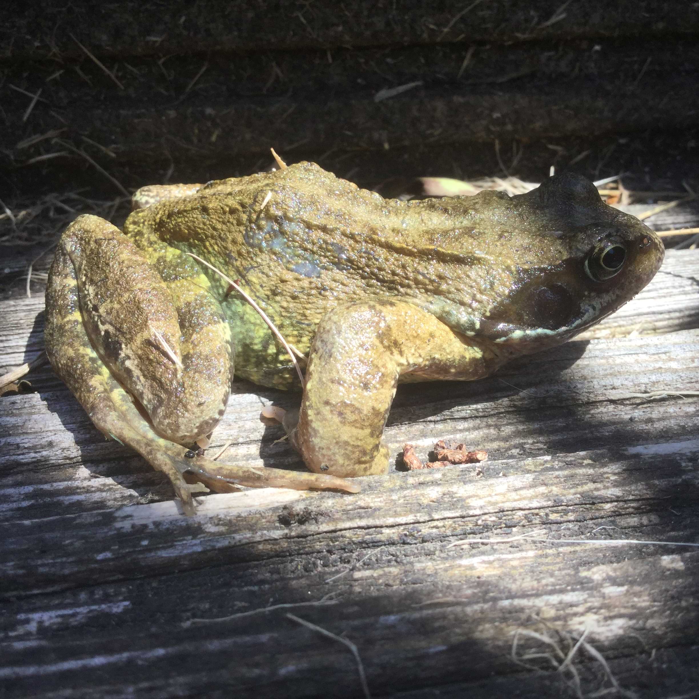 Photo of a frog sitting on wooden decking in the sun. The frog is covered in small bumps and is a vivid mixture of lighter and darker greens. She has golden eyes, a round dark patch on her cheeks, and has banded stripes on her legs.