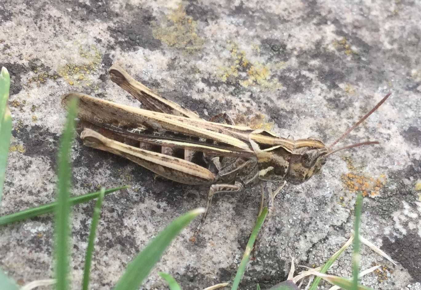 Photo of a grasshopper sitting on stone slab. The insect is mostly green but has an intricate pattern of lighter and darker coloured lines running down and across its entire body.