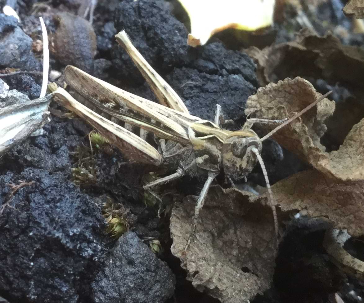 Photo of a grasshopper sitting in some soil. It is mostly green but has an intricate pattern of lighter and darker coloured lines running down and across its entire body.