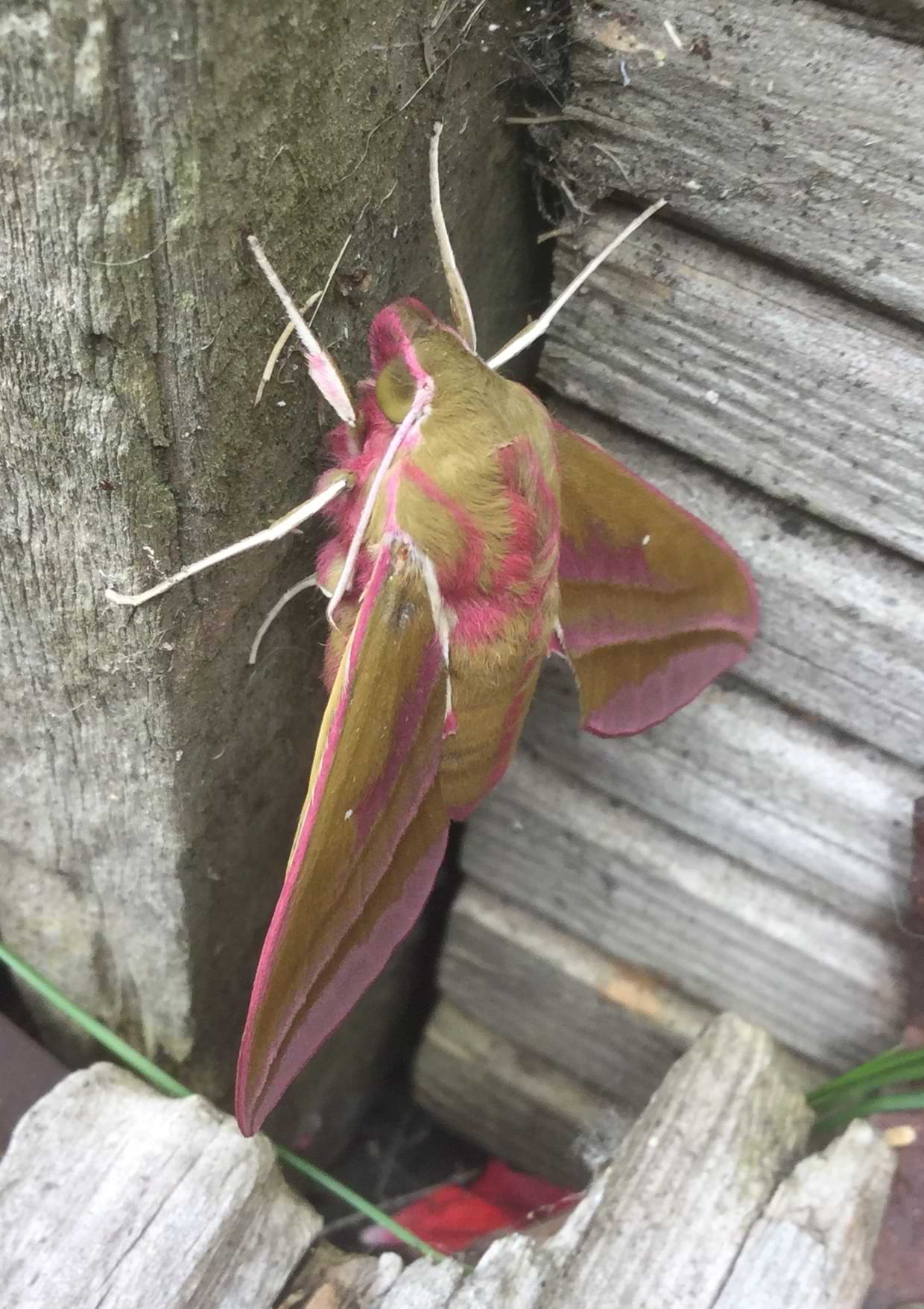 Close up of a large olive-green and pink moth hugging a wooden post. The moth is very fluffy and has banded lines of pink running down its wings and abdomen. Its legs and antennae are bright white and some of the white fur runs down the side of its body in thin lines around the joint of the wings.