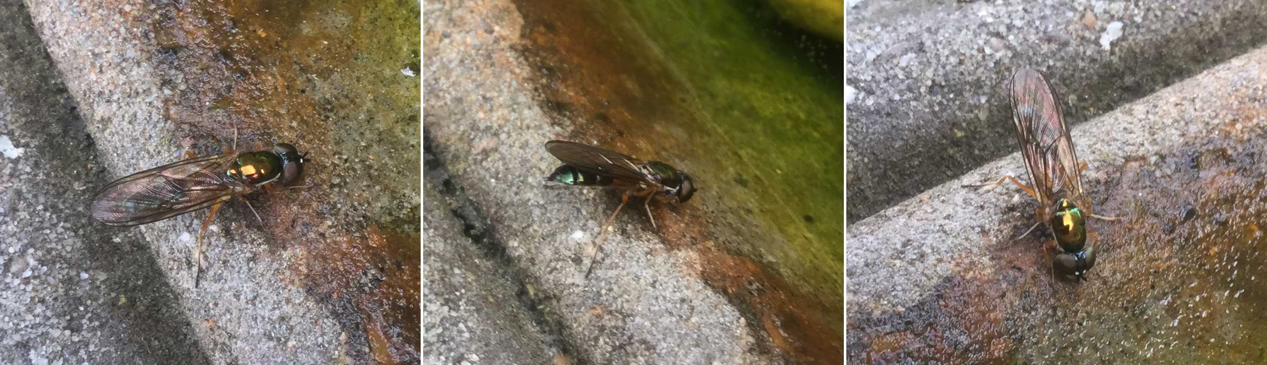 Collage of three photos of a black and metallic green hoverfly resting on the lip of a stone bowl. The photos give a good view of its wings which have ripples running down them and a texture like laminated paper.