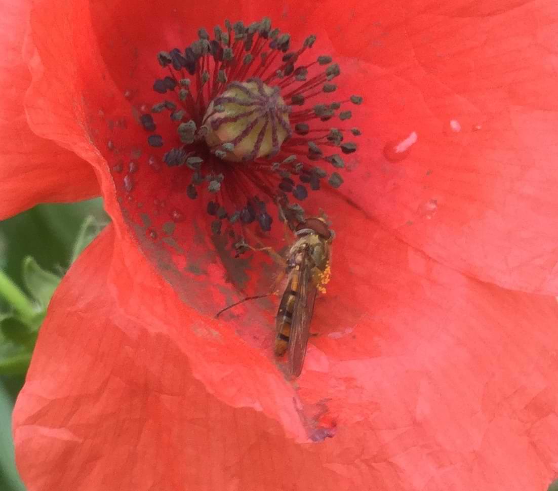 Photo of a hoverfly on the petals of a bright red poppy. Blobs of pollen are stuck to the fly's body and it has a red and black banded abdomen which almost looks translucent.