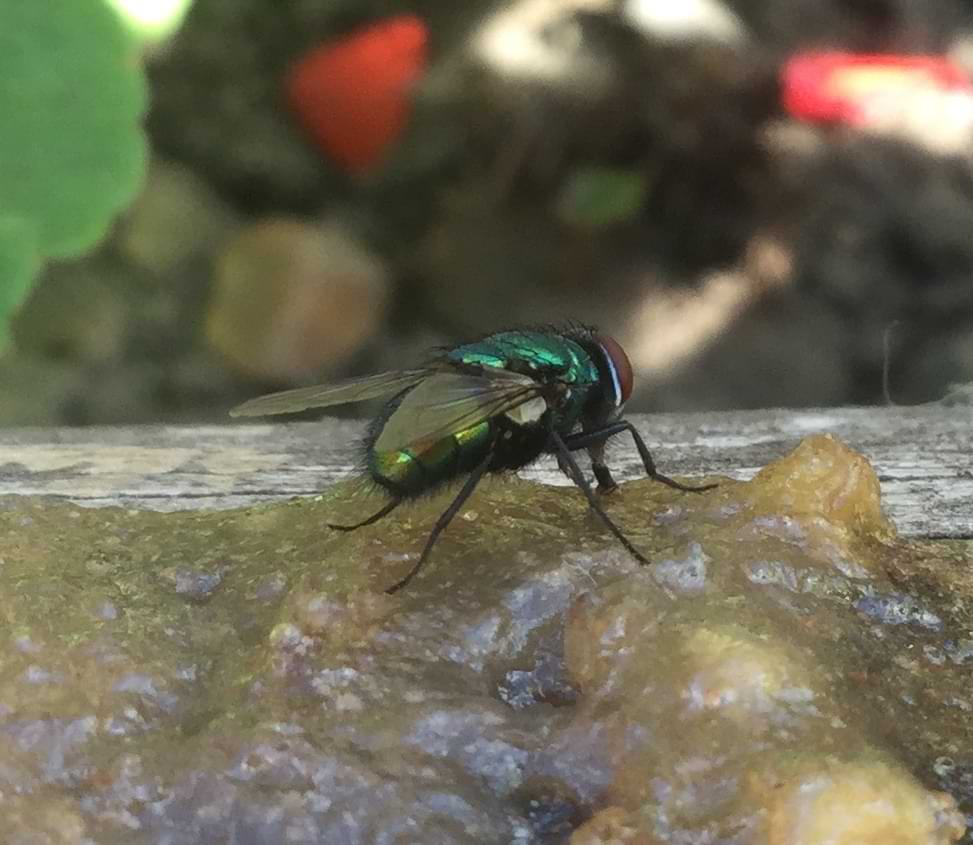 Close up photo of a common green bottle fly sitting on the jelly and sucking it up using its proboscis. The photo shows the fly mostly from a side view, providing a good look at its metallic green abdomen. A thin white stripe around the back edge of the fly's red compound eyes is also visible.