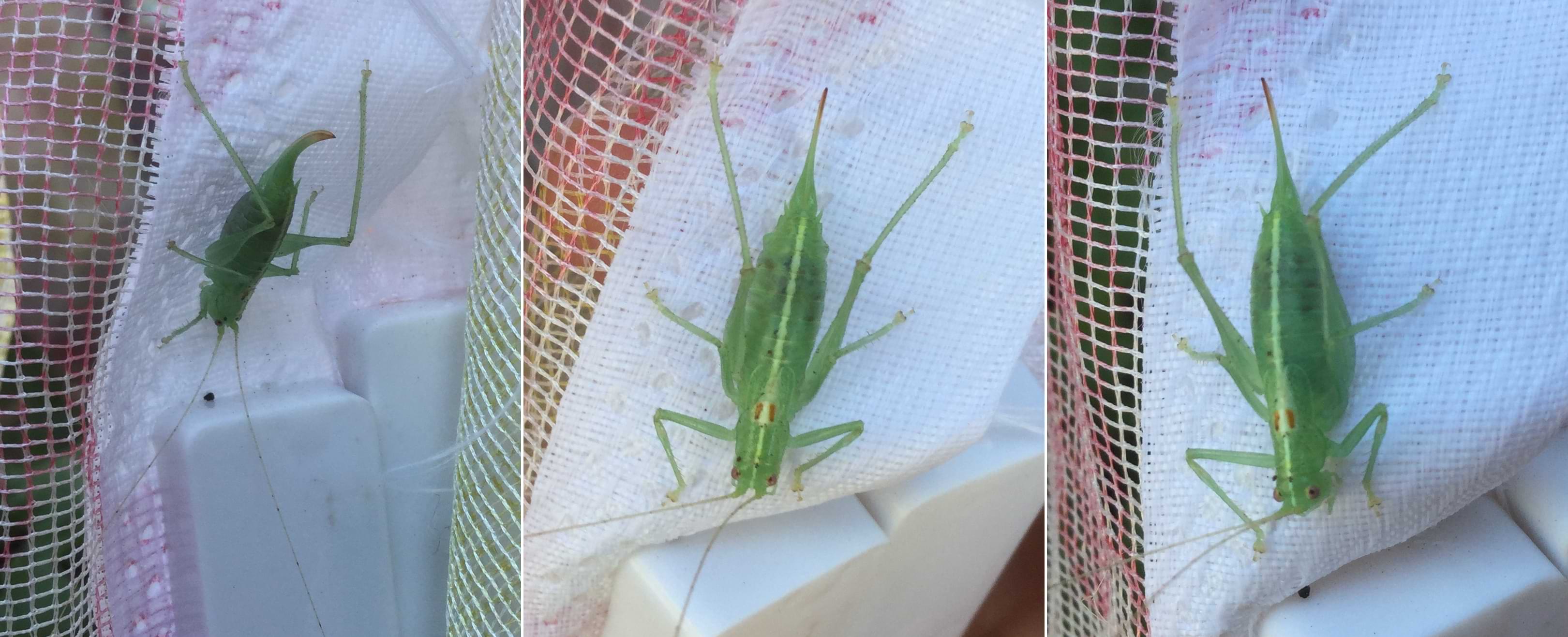 Photo collage of a light green bush cricket sitting on white netting. She is vaguely leaf-shaped, has six slightly spiny legs, and her body ends in curved, pointed ovipositor. Towards the end of her body there are darker patches of green colouring.