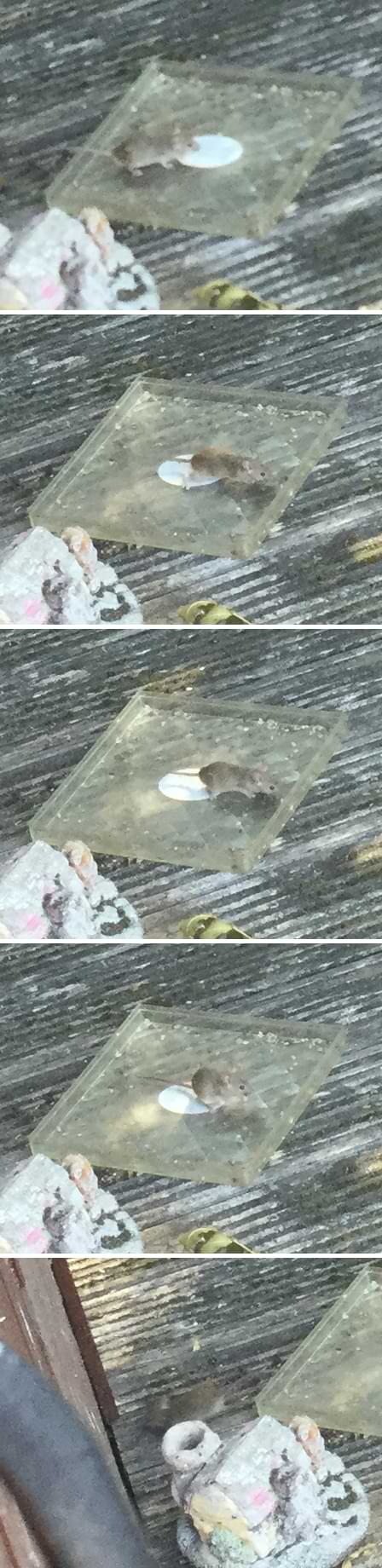 Collage of five blurry photos of a mouse slowly creeping towards a plastic tray, picking up a few bird seeds and then quickly running to cover under a gap in a shed. The mouse has light brown fur covering most of its body with a line of white fur on its underside.