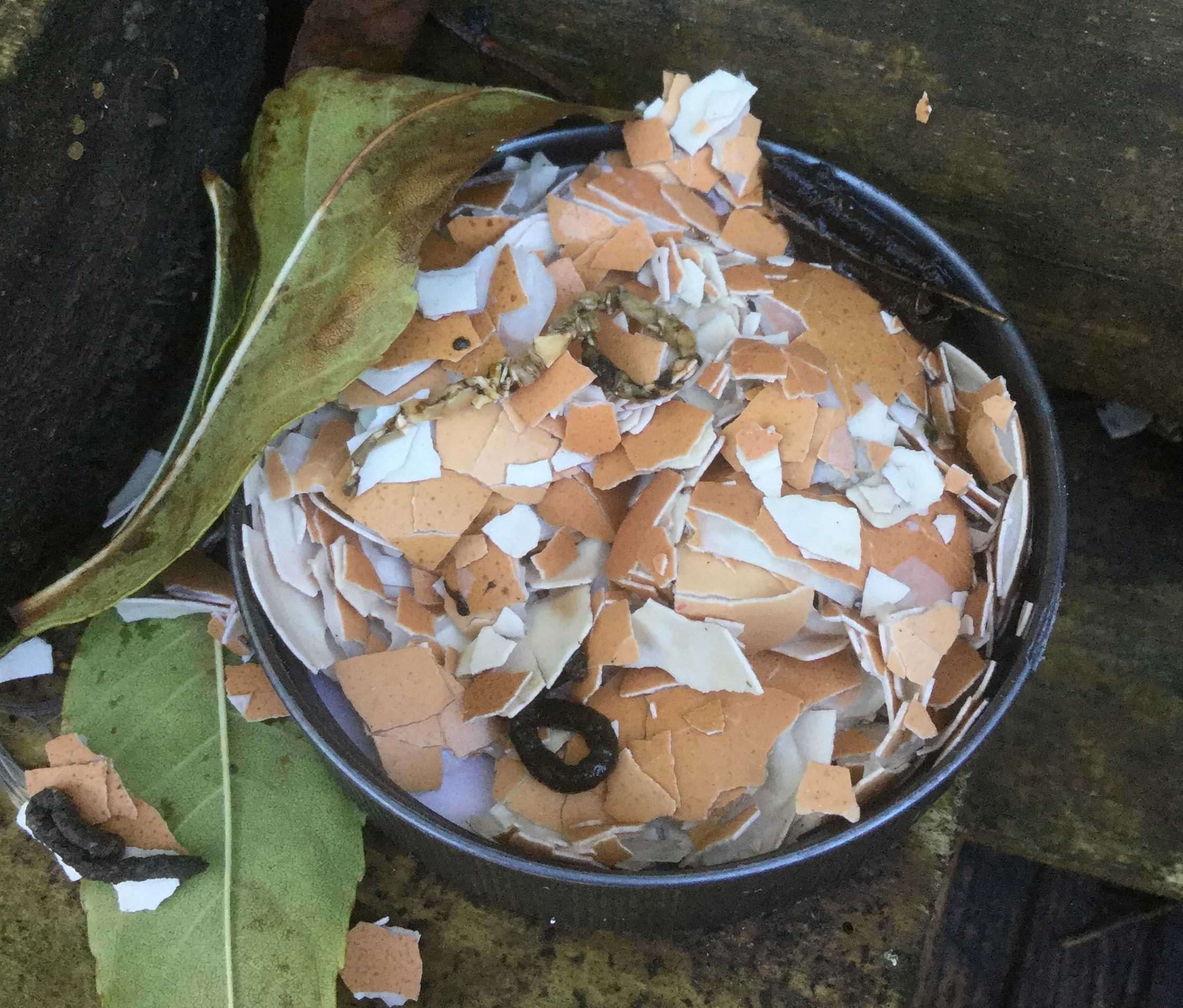 Photo of a small pot full of broken up eggshells. Dark curled snail poo is littered all over the pot and outside of it too.
