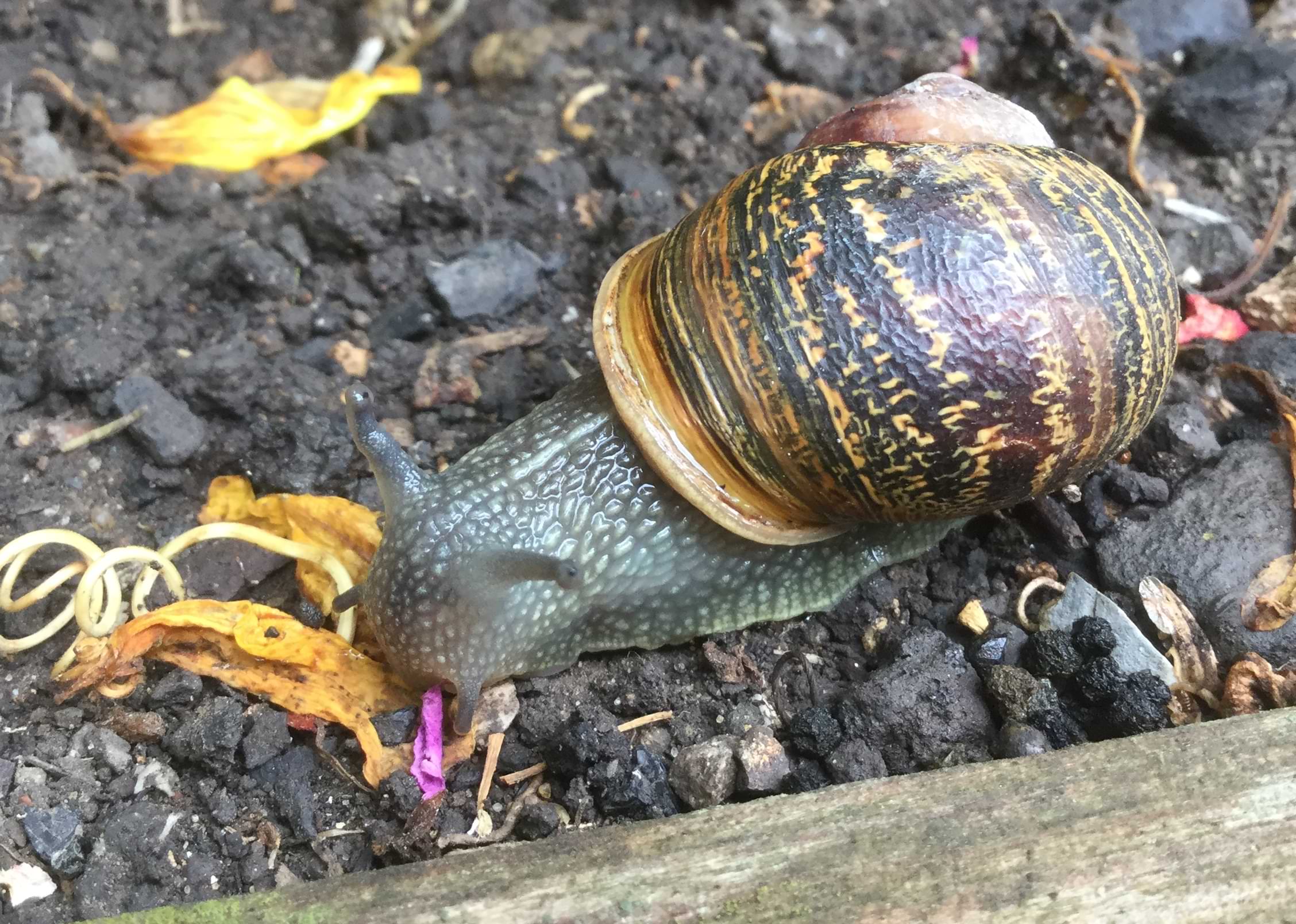 Photo of common garden snail sitting on a few shrivelled up yellow flower petals and looking directly up at the camera. She has a dark grey body that is covered in small lumps and a whitish line running down her middle. The shell is a mixture of pale yellows and dark browns, curling in a striped pattern around the coil of her shell. The lip of her shell is rounded and light yellow in colour. One of her eyestalks is bent at an angle.