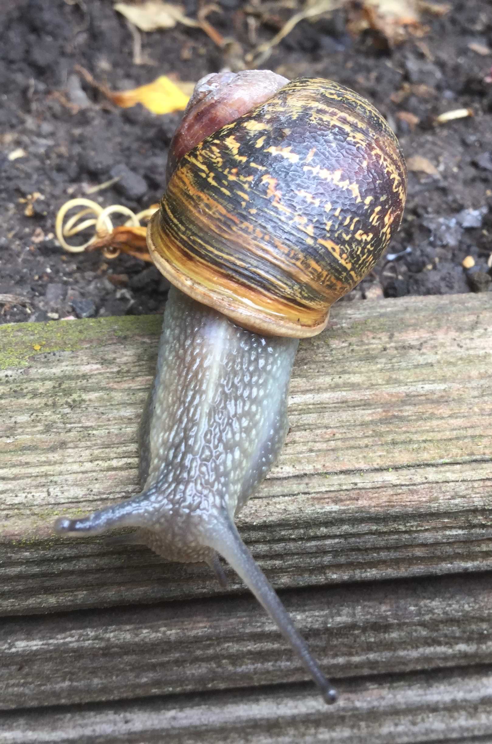 Photo of the same snail now sliding down some wood. This image give a good view of the very ends of the shell's coil, which has lost its colour and turned white. Also clear here is the length difference between her two eyestalks: the healthy one is stretched out twice as long as her damaged one.