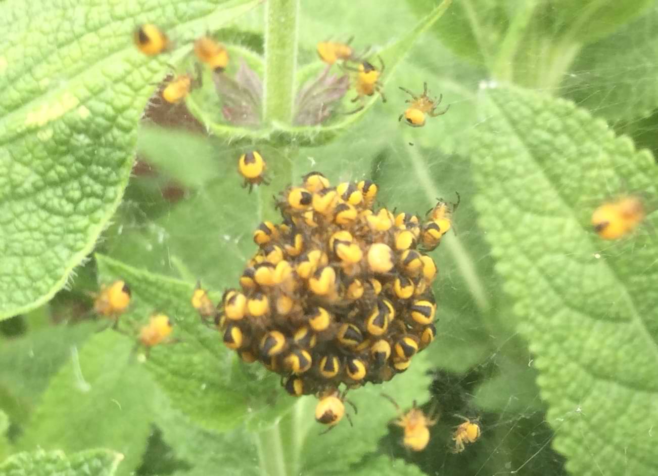 A large round cluster of tiny orange and black spiders near the stem of a plant. The plant is heavily blanketed in webs.