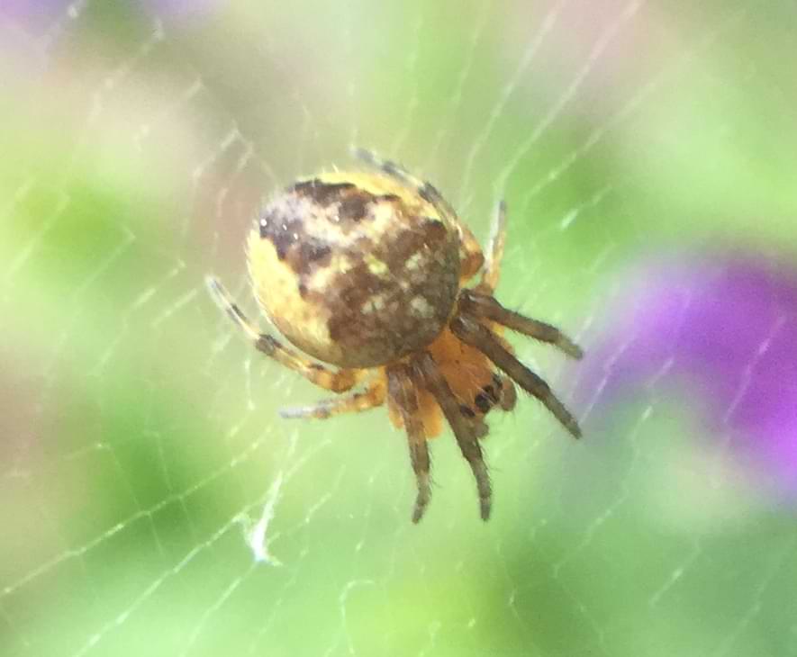 Photo of a spiderling on a small web. Some lighter coloured marking are starting to appear on its orange and black abdomen.