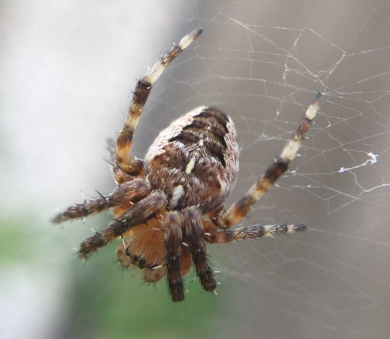 A small spider on a frayed web. It's body is covered in white and black fur with small patches of orange.