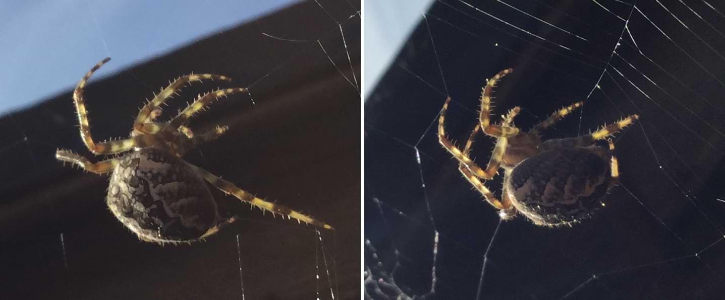 Two photos of a huge spider illuminated by the sun.