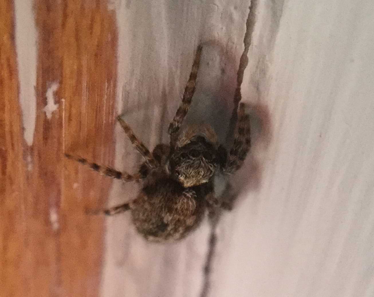 Another photo of the same brown spider. This one shows the spider's face which has four large eyes at the front and four smaller eyes to the sides.