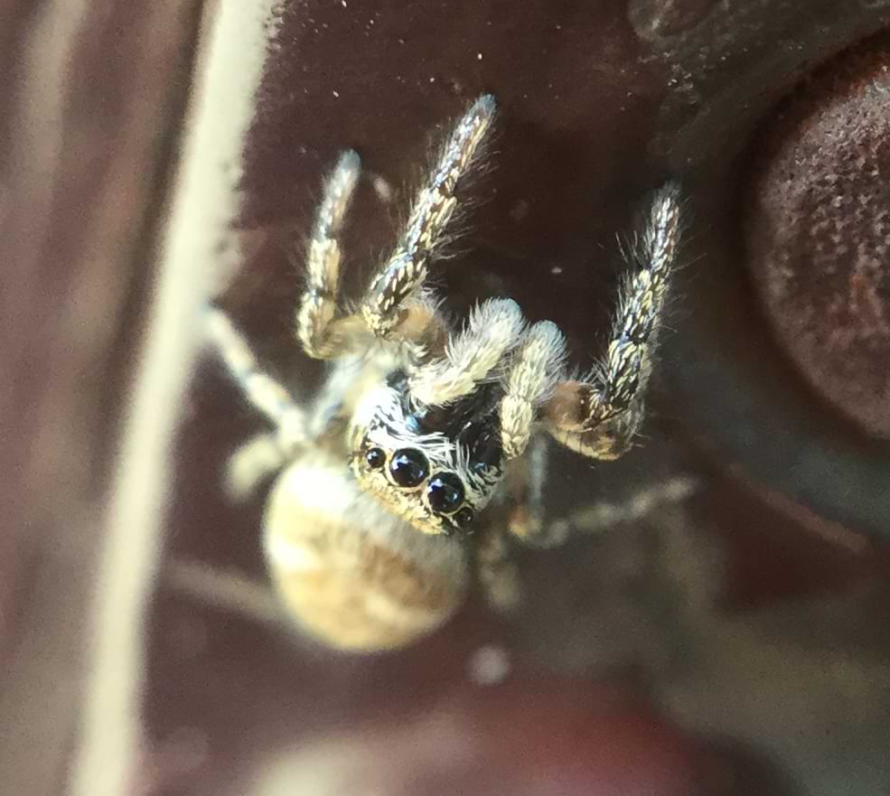 A close up of the same spider's face, showing off her four large front eyes.