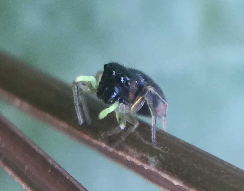 A small black spider with transparent legs and light yellow palps.