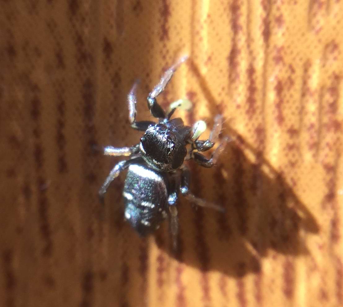 Another black spider of a similar species. It has bright white markings on its abdomen.