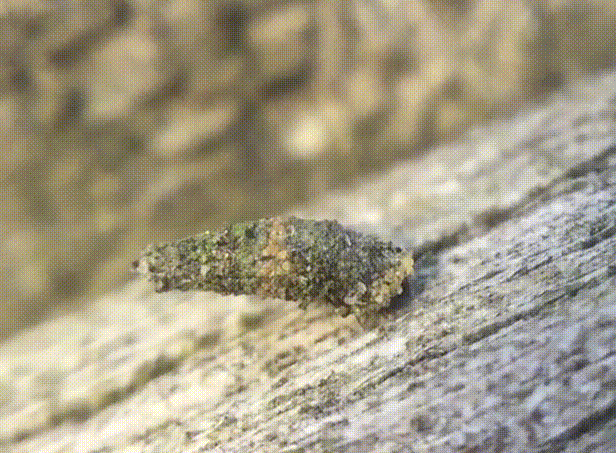 Animated gif of the bagworm slowly crawling along the wooden post.