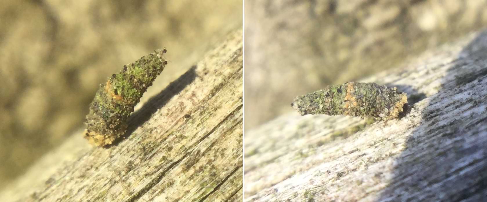Two photos of a bagworm's cone-shaped case on a beam of wood. The case is curved and bumpy, and has rings of lighter and darker brown running around its circumference. In one of the photos, the bagworm's head is barely visible from underneath the hood of the case.