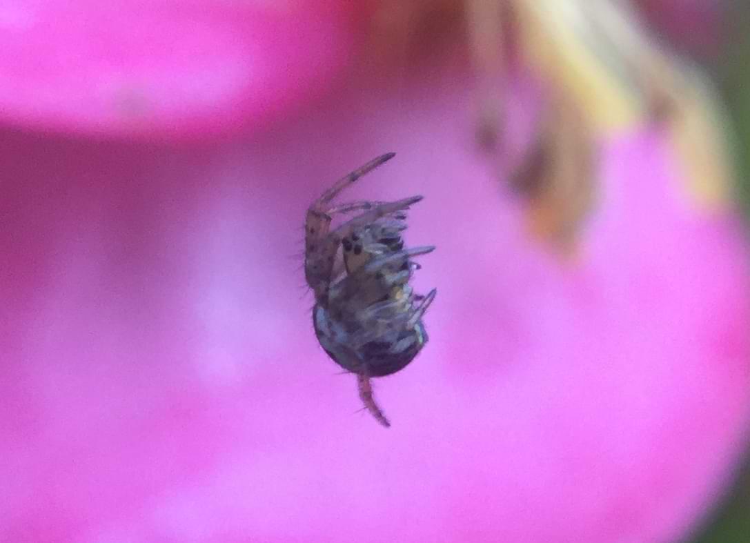 A small grey spider hanging from a strand of silk. In the background are bright violet flower petals.