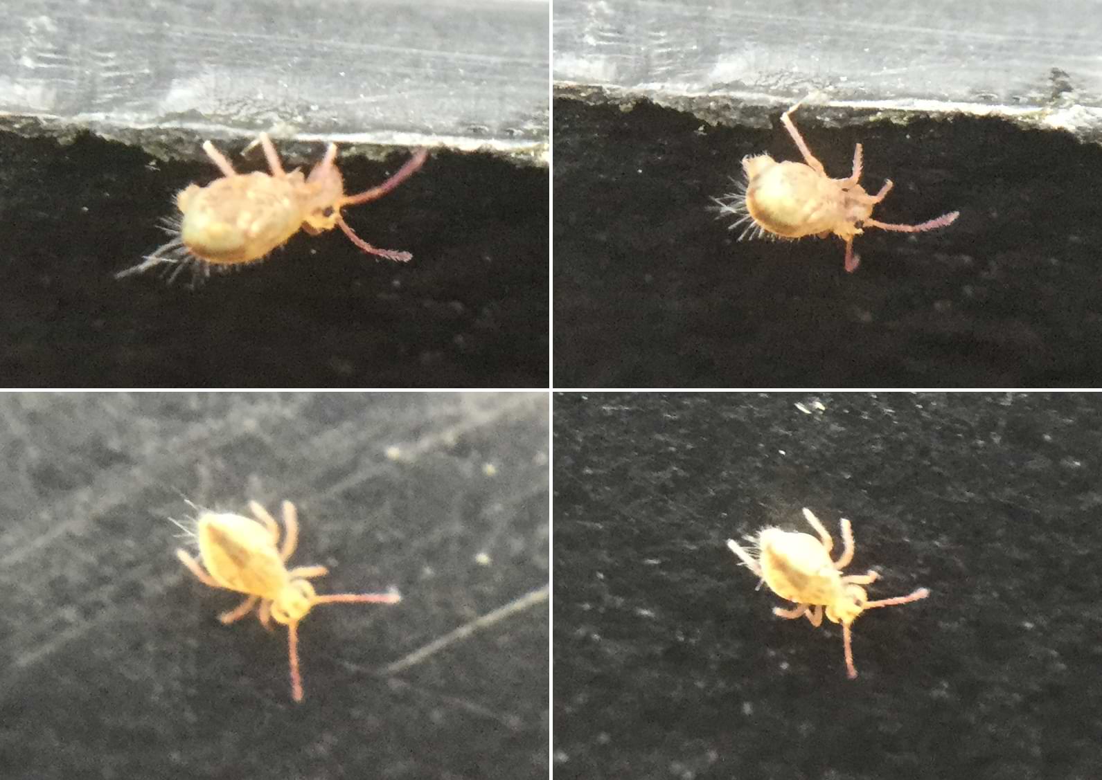 Four photos of a tiny round springtail. It has two dots for eyes and has a body that is almost as wide as it is long. On its rear-end are a number of thin spines.