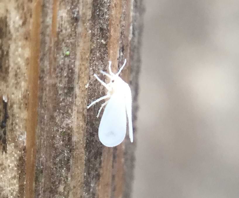 A bright white insect resting on a wooden surface. Its wings are shaped like teardrops.