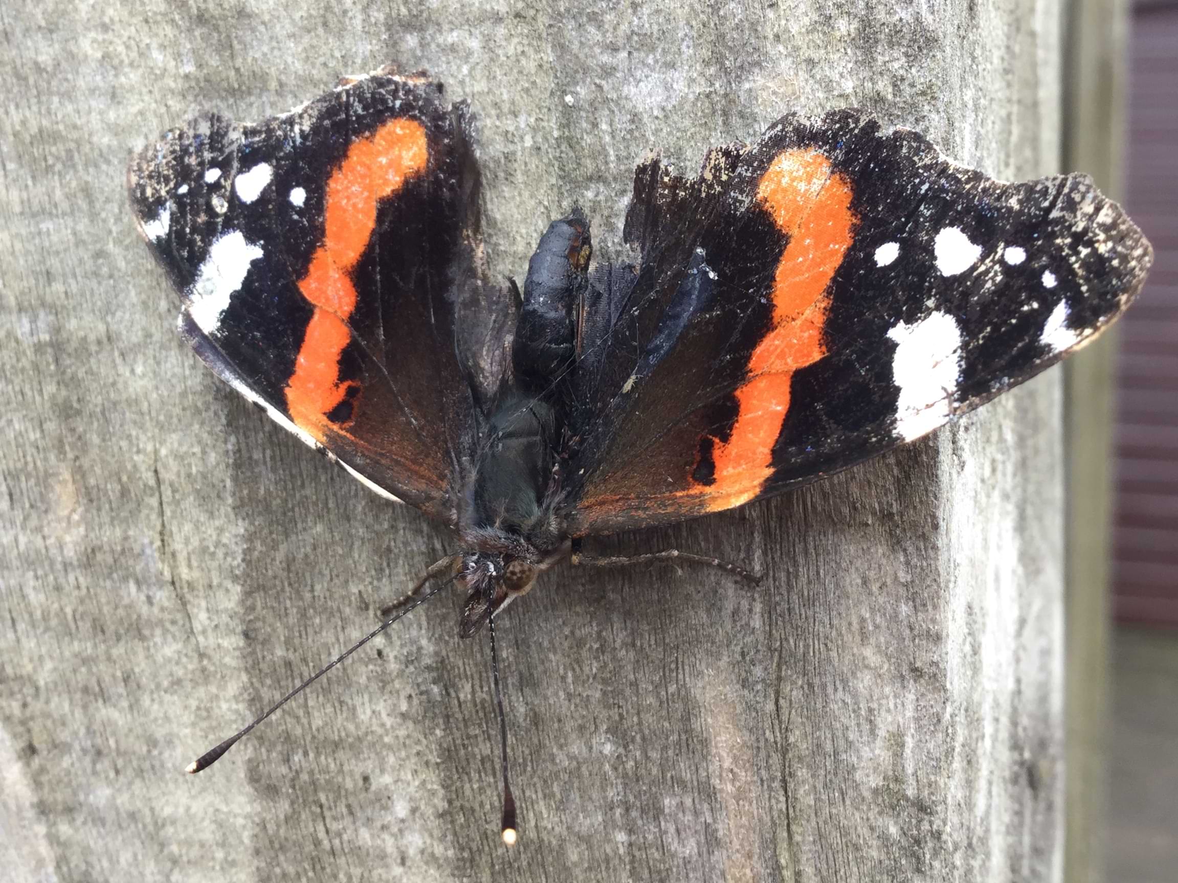 Another photo of the same butterfly. This image shows the butterfly with its wings open and outstretched.