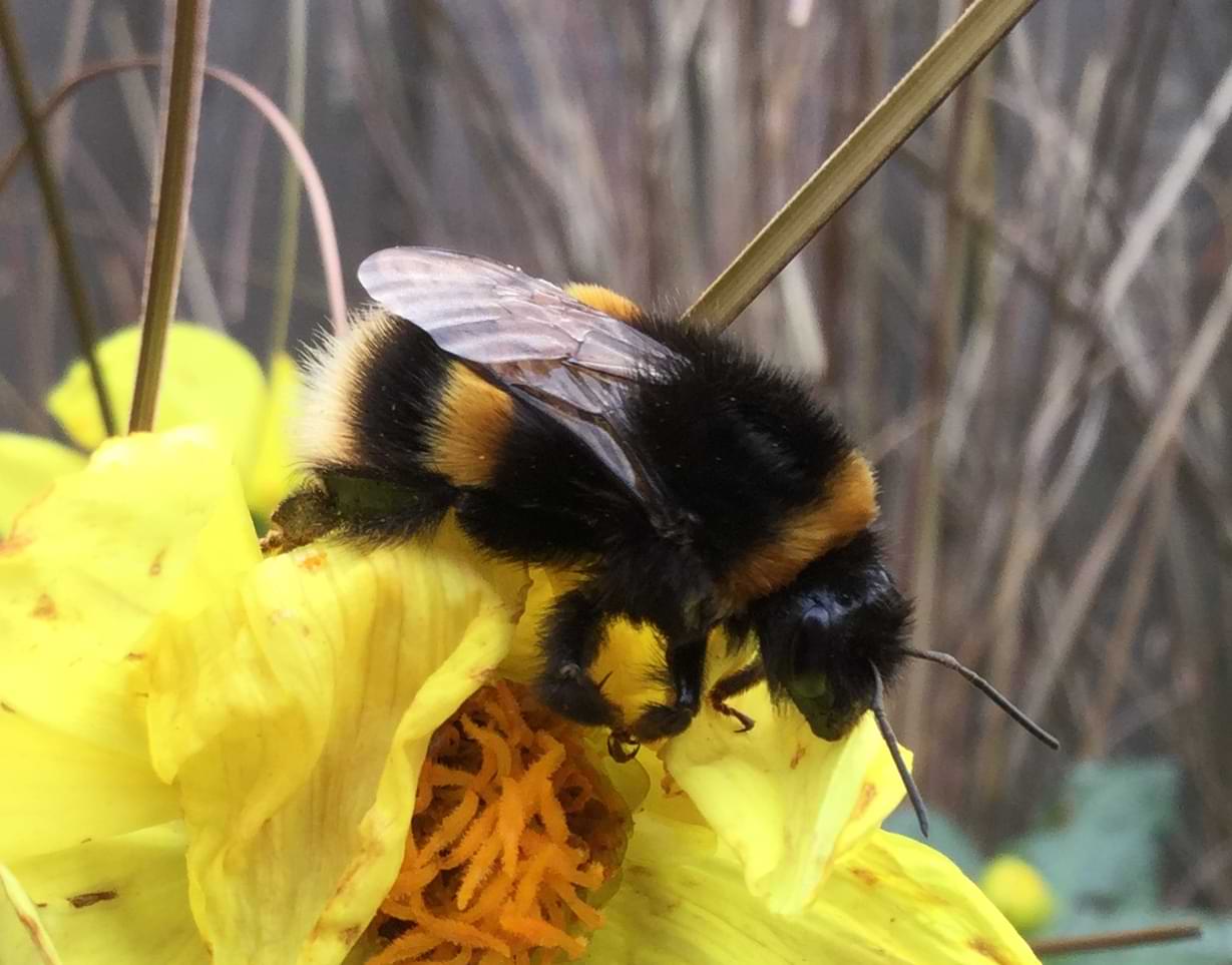 A large fluffy bumblebee resting on a yellow flower.