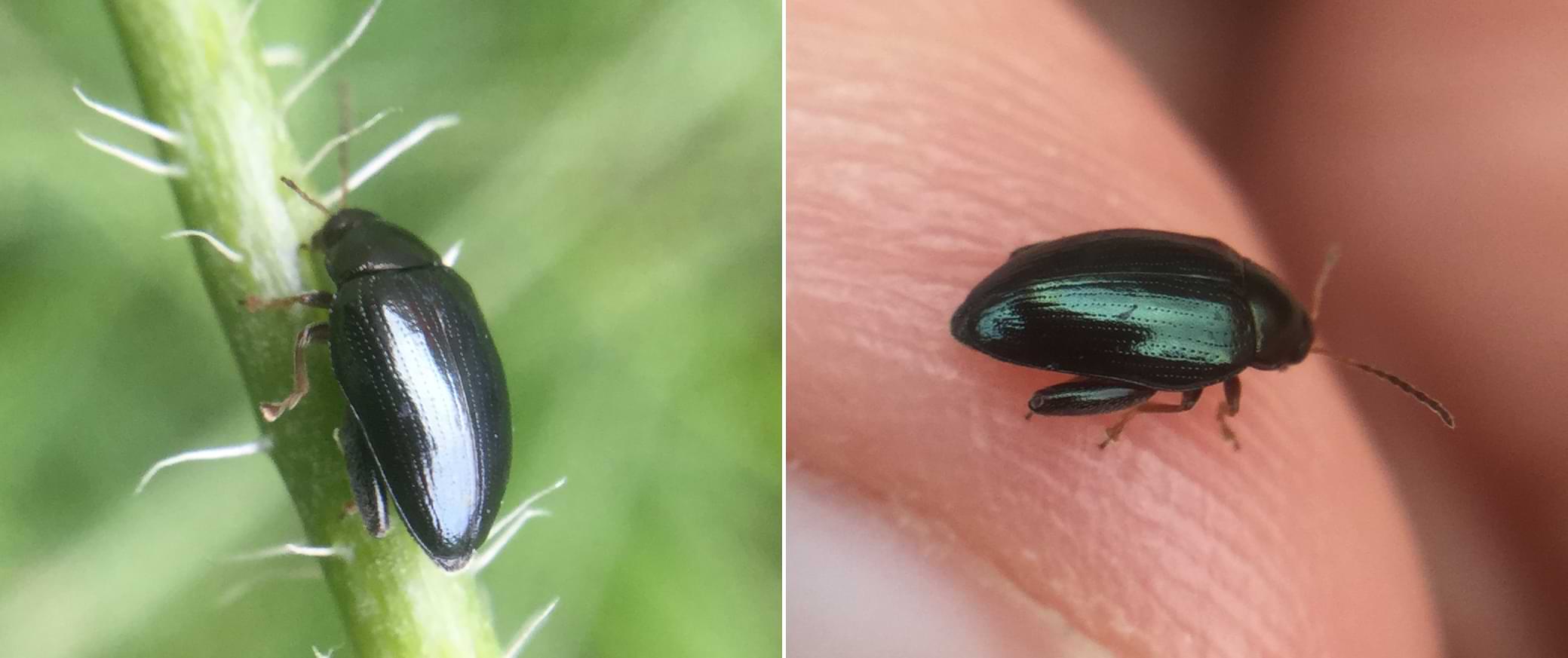 Two close up photos of a tiny black beetle. Its wing case is shiny and covered in small pores.