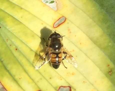 A small photo of a fly sitting on a leaf. Its abdomen is black with dark orange markings running down the sides.