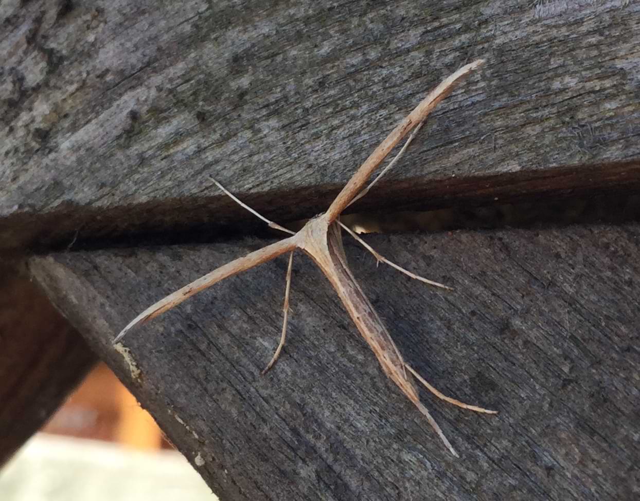 A dull brown moth on a beam of wood. It is very skinny looking.
