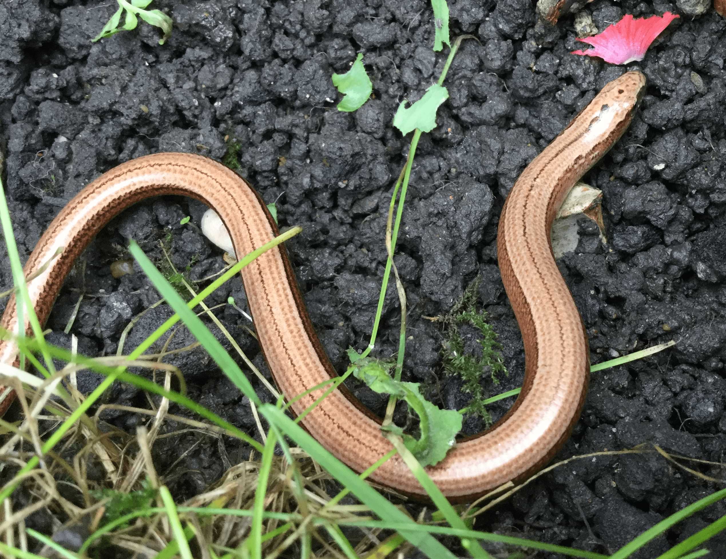 A photo of a small snake-like lizard gliding on top of some soil. It is bronze in colour and has thin black markings running down the middle of its back.