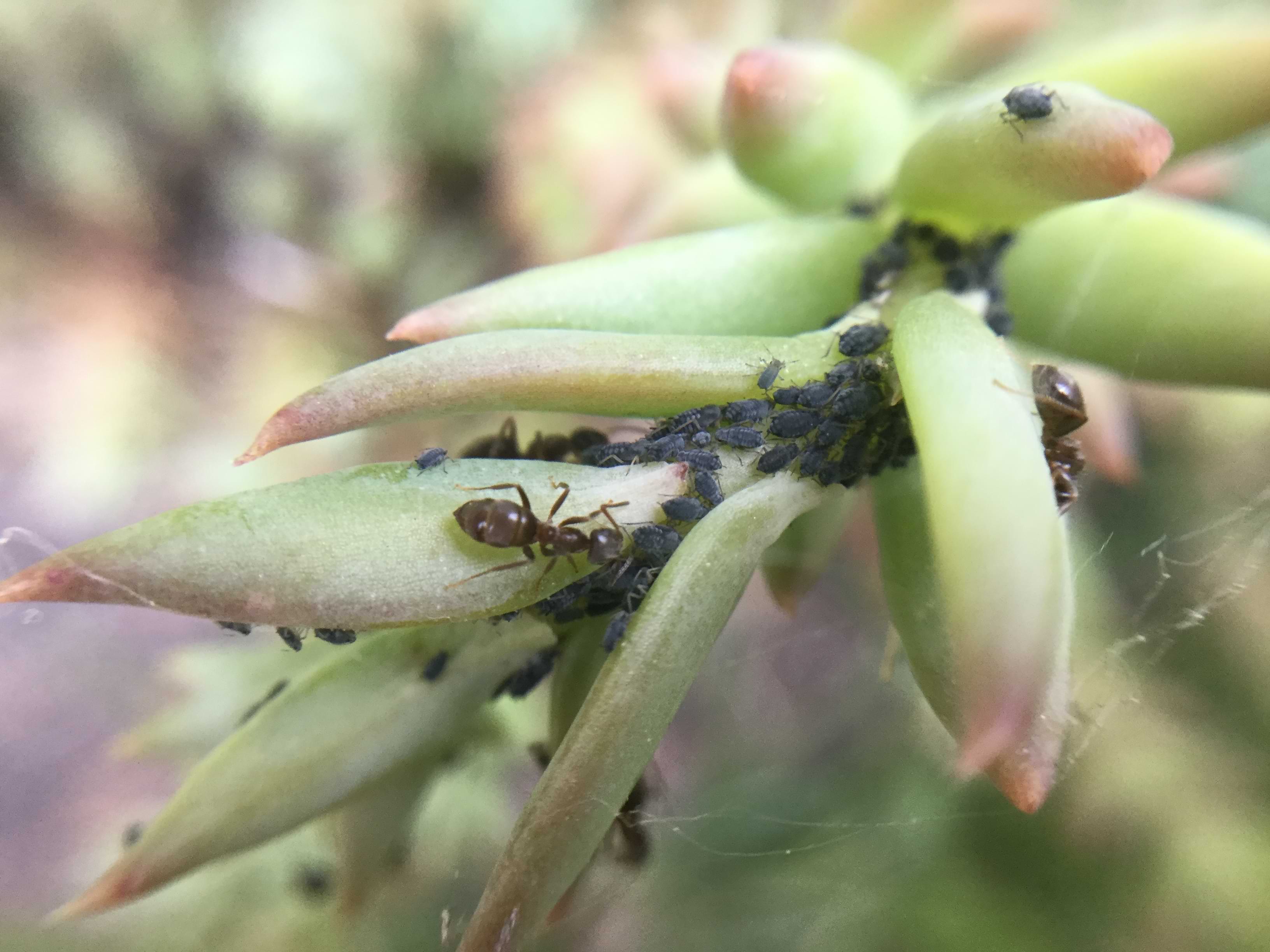 A large number of black aphids crowded around the stem of a thick plant. They have lighter coloured segments running across their abdomen and two antennae that point backwards. A few red ants are visible here too.