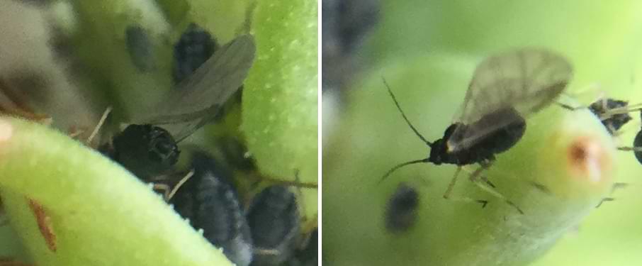 Two photos of a winged black aphid. The wings are fairly simple and are held up high like a fin.