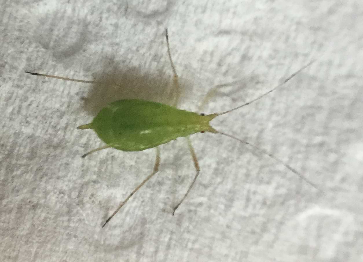A green aphid on some kitchen paper. The creature is an oval shape with two black dots for eyes.