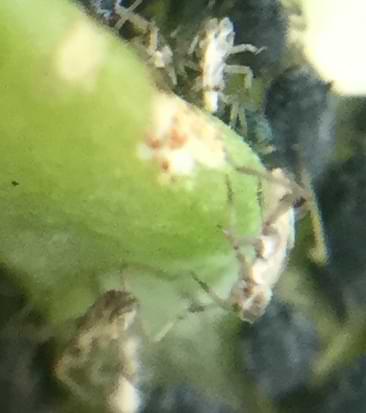 Some kind of small pale insect on a plant stem.