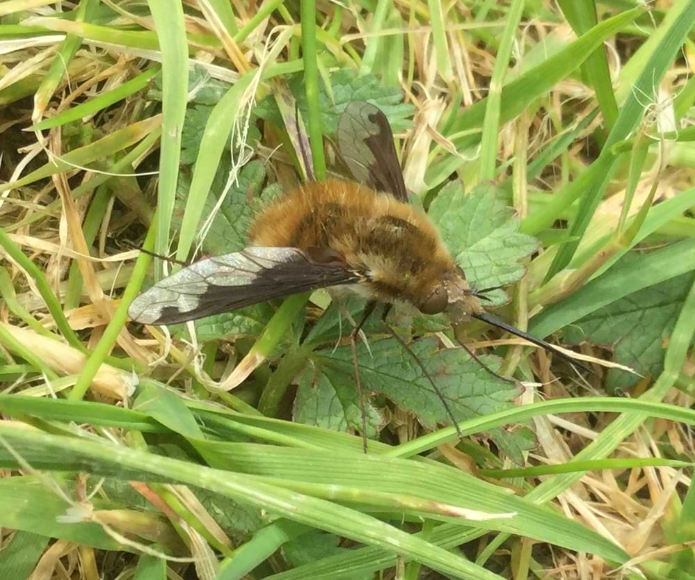 An extremely fluffy bee-like fly with a long and pointy proboscis. Its wings have an interesting two-tone pattern with the darker segments running up and down like a wave. The beefly's eyes look almost sad. A bit like a muppet.