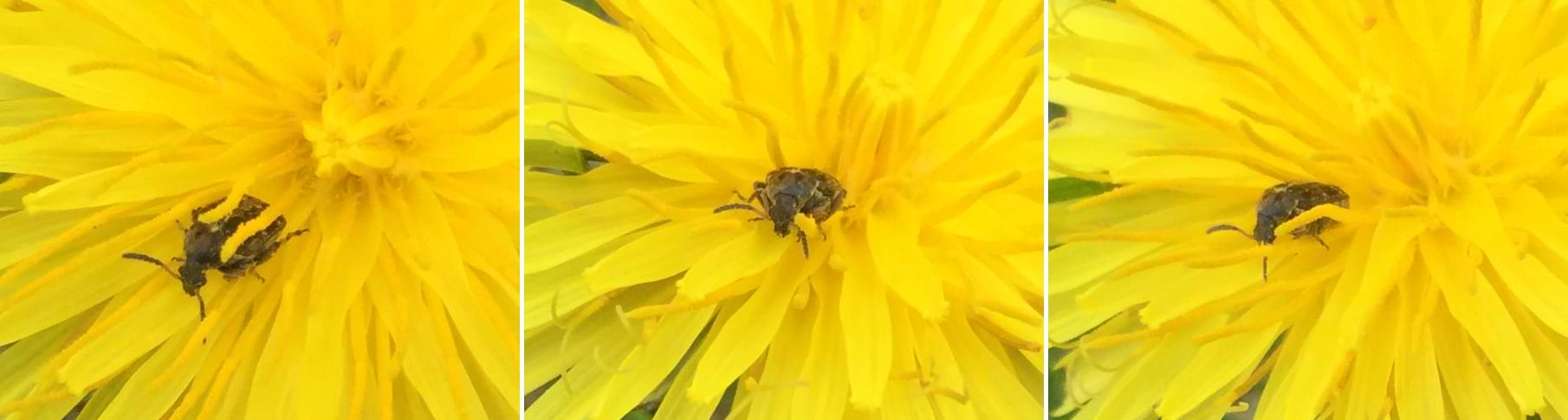 Three photos of a tiny beetle hiding in a bright yellow dandelion head.