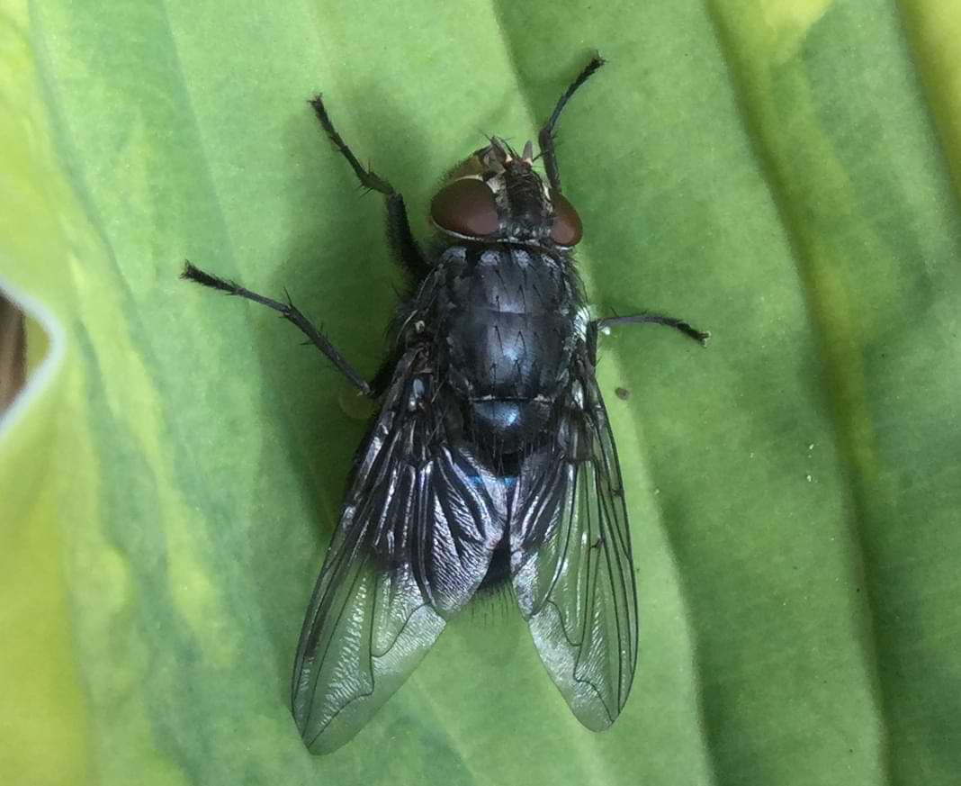 A common black fly with red eyes and spines running down its thorax. Its wings have a wrinkled texture almost like leather or thin plastic.