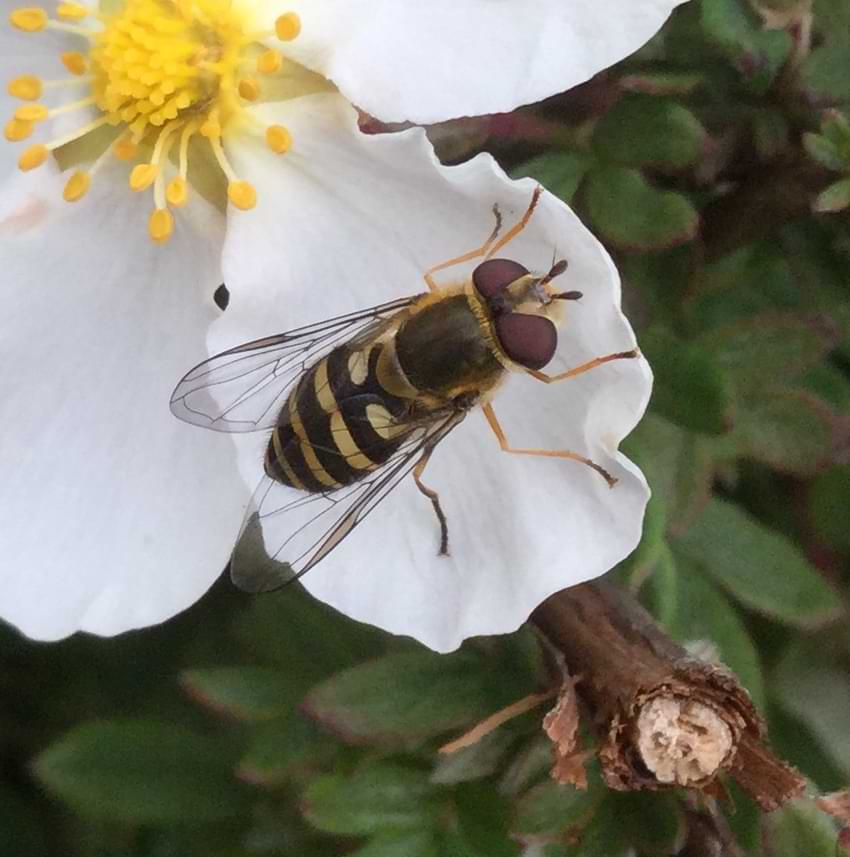 A yellow and black hoverfly resting on a white petal. It has large eyes, a fluffy body, and a striped abdomen. Its wings are mostly transparent, apart from two tinted segments near the outer edges.